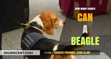 Beagles' Remarkable Scent Detection Abilities: Uncovering Their Olfactory Limits