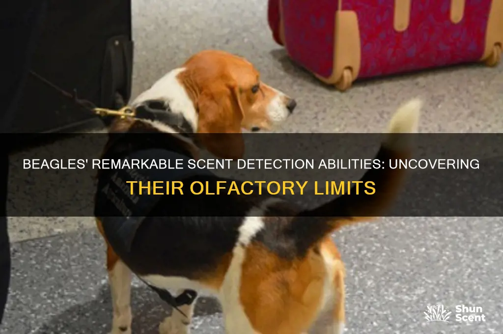how many scents can a beagle