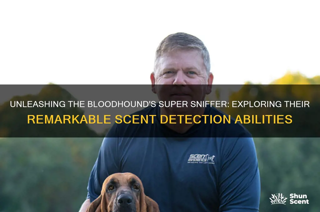 how many scents can a bloodhound smell