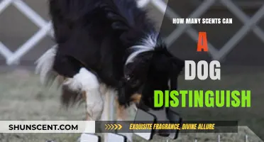 Dogs' Remarkable Olfactory Abilities: Uncovering Their Scent Discrimination Power