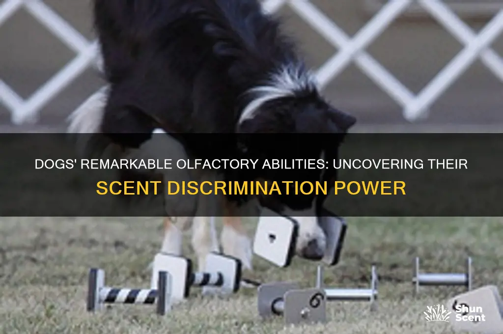 how many scents can a dog distinguish