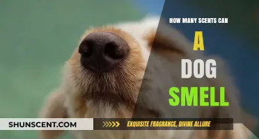 Unleashing the Power: A Dog's Extraordinary Sense of Smell