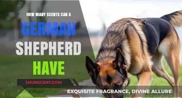 Exploring the Remarkable Scent Detection Abilities of German Shepherds