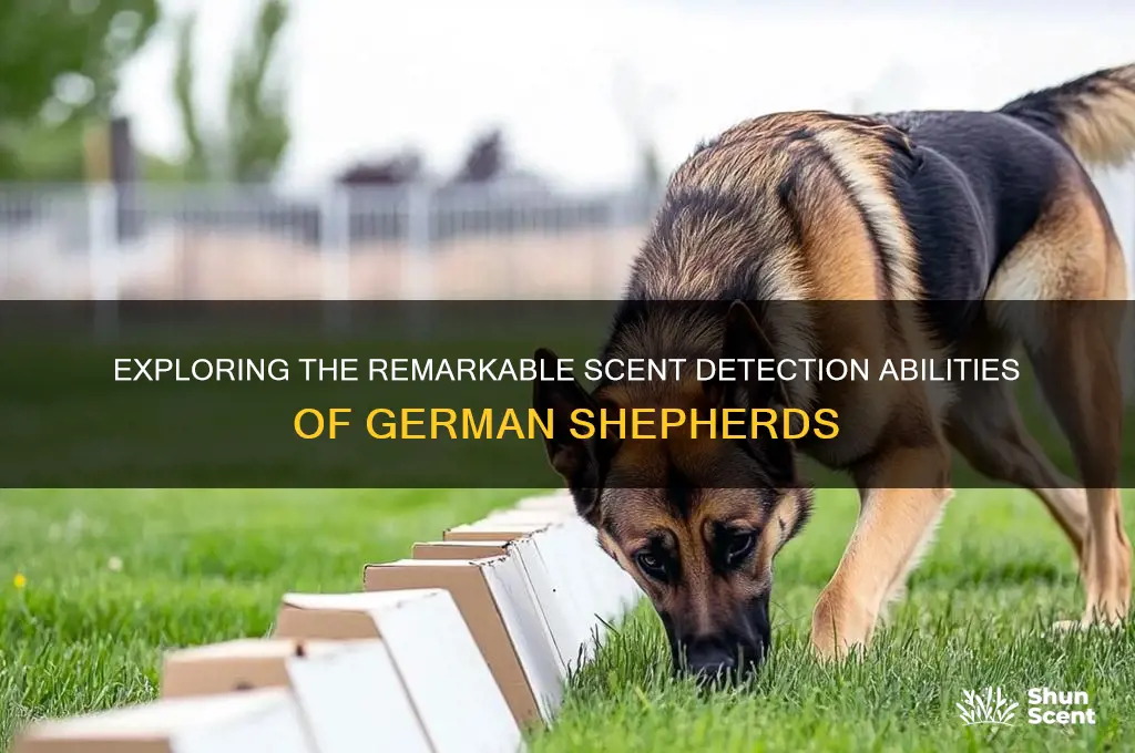 how many scents can a german shepherd have