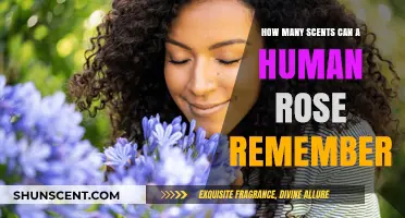 Exploring the Human Nose's Astonishing Scent Memory Capacity