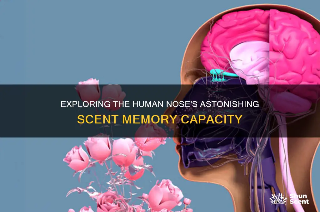how many scents can a human rose remember