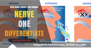 Exploring Cranial Nerve One's Olfactory Abilities: How Many Scents Can It Detect?