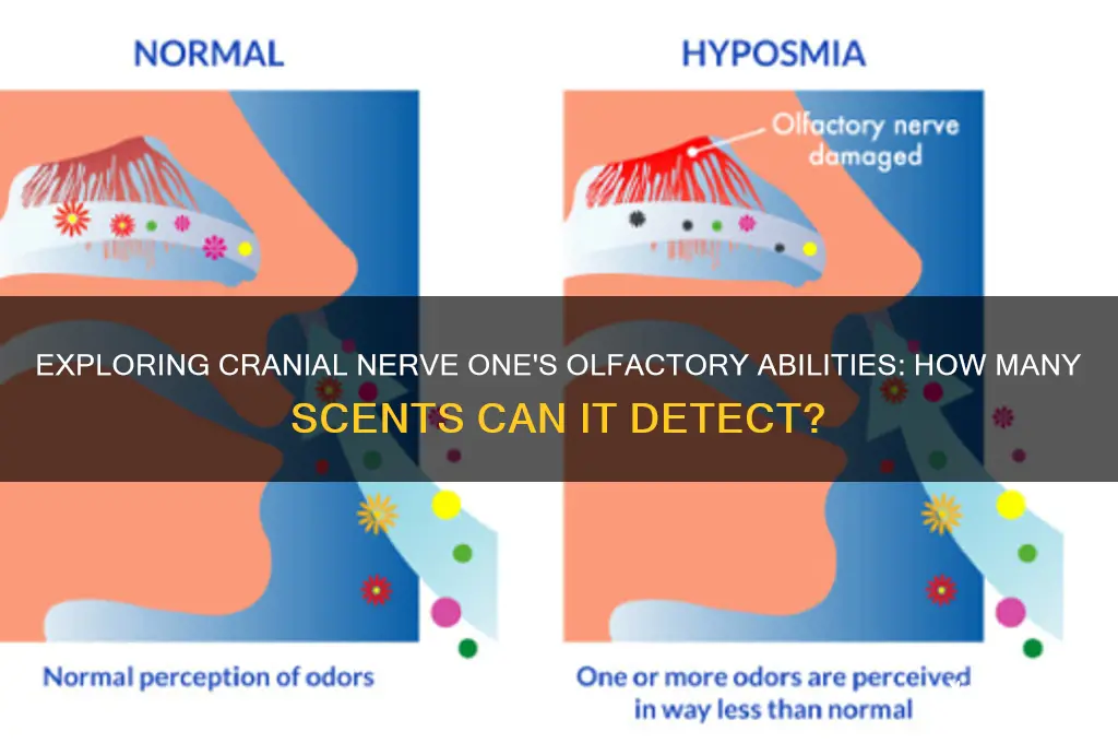 how many scents can cranial nerve one differentiate