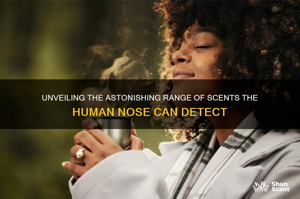 how many scents can the human nose detect