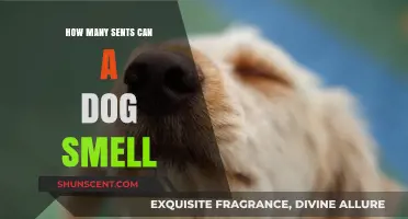 Unleashing the Power: A Dog's Incredible Sense of Smell Revealed