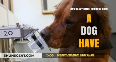 Unleashing the Power of a Dog's Nose: A Canine's Incredible Sense of Smell