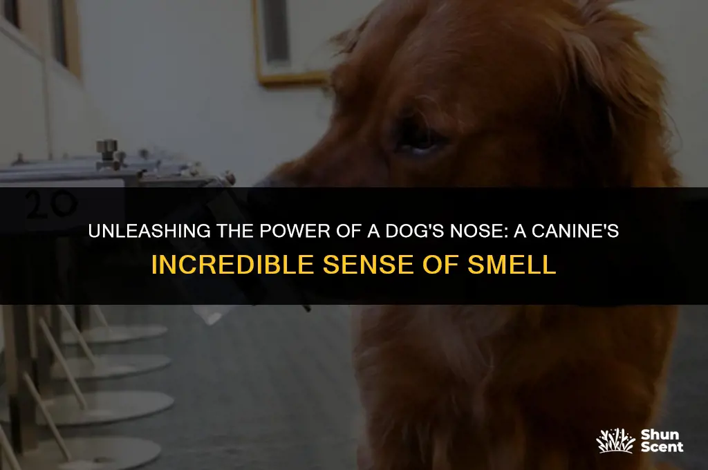 how many smell sensors does a dog have