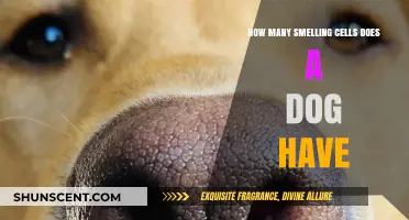 Unleashing the Power of a Dog's Nose: A Canine's Incredible Olfactory Abilities