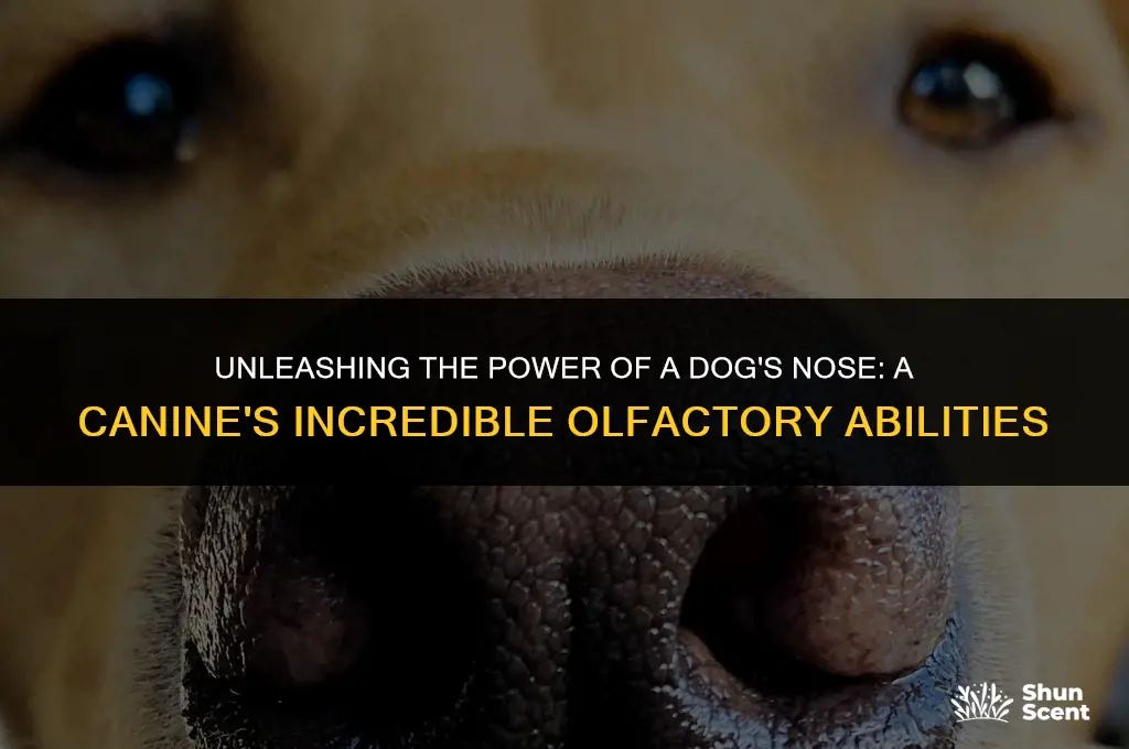 how many smelling cells does a dog have