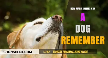 Unleashing the Power of Canine Memory: A Guide to Dog Smells