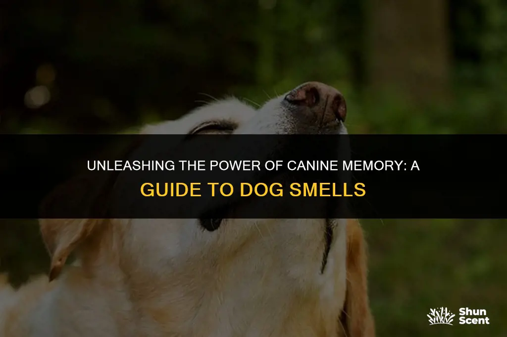 how many smells can a dog remember