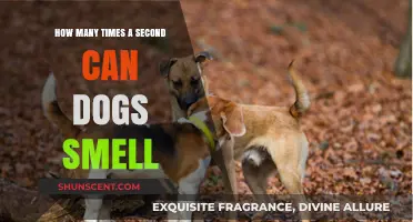 Unleashing the Canine Nose: How Often Do Dogs Sniff Per Second?