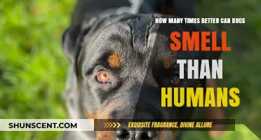 Unleashing the Canine Nose: A Comparison of Dog and Human Smell Abilities