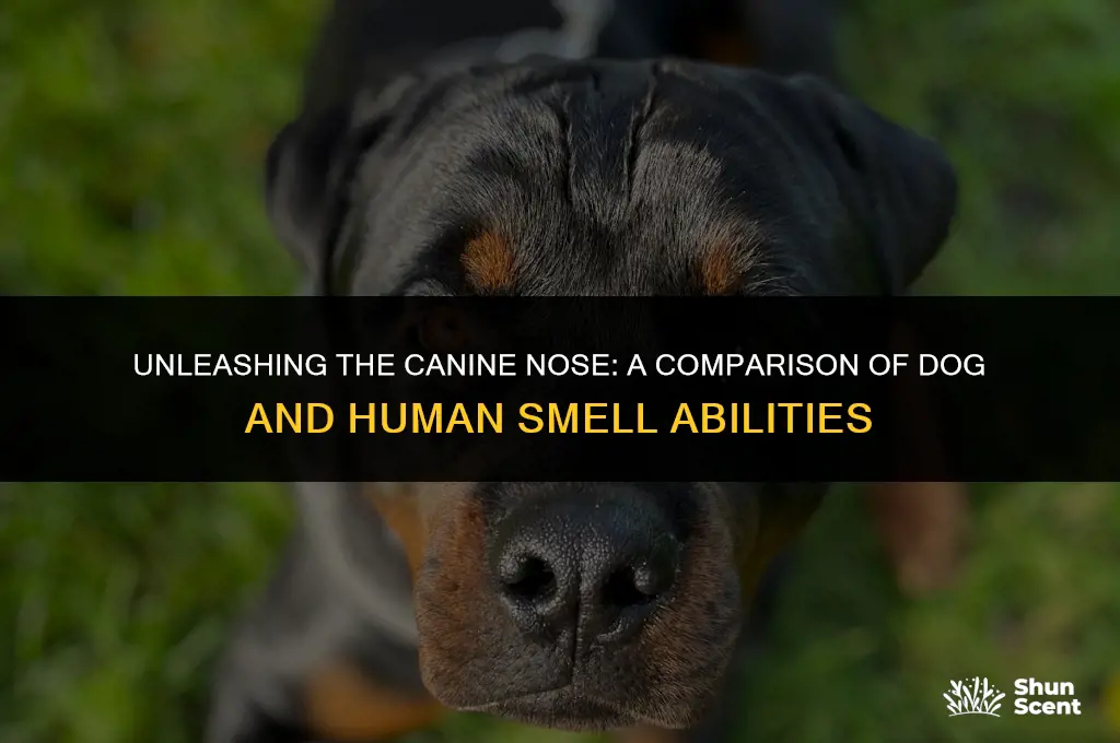 how many times better can dogs smell than humans
