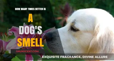 Unleashing the Power: A Dog's Incredible Sense of Smell Explained