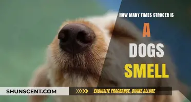 Unleashing the Power: A Dog's Sense of Smell Explained