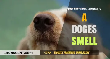 Unleashing the Power: A Dog's Incredible Sense of Smell Explained