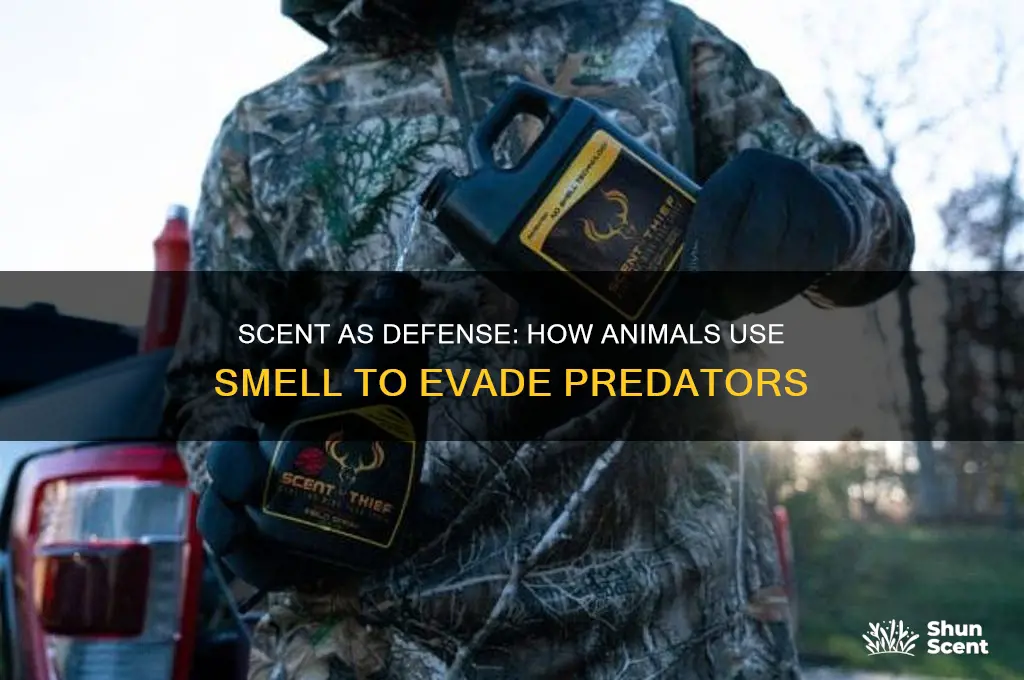 how might making a scent protect an animal from predators