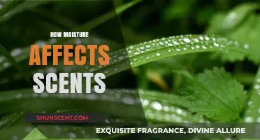 Moisture's Impact: How Humidity Enhances or Alters Fragrance Notes