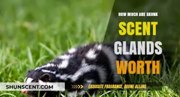 The Surprising Value of Skunk Scent Glands: A Market Overview