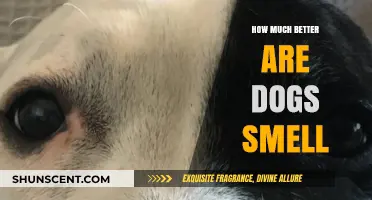 Unleashing the Power: How Dogs' Smell Surpasses Human Abilities