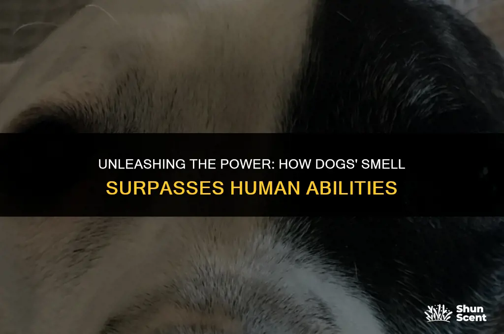 how much better are dogs smell