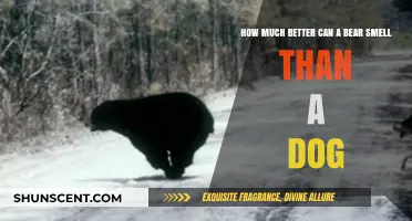 Unleashing the Power of Canine Noses: A Comparison with Bears