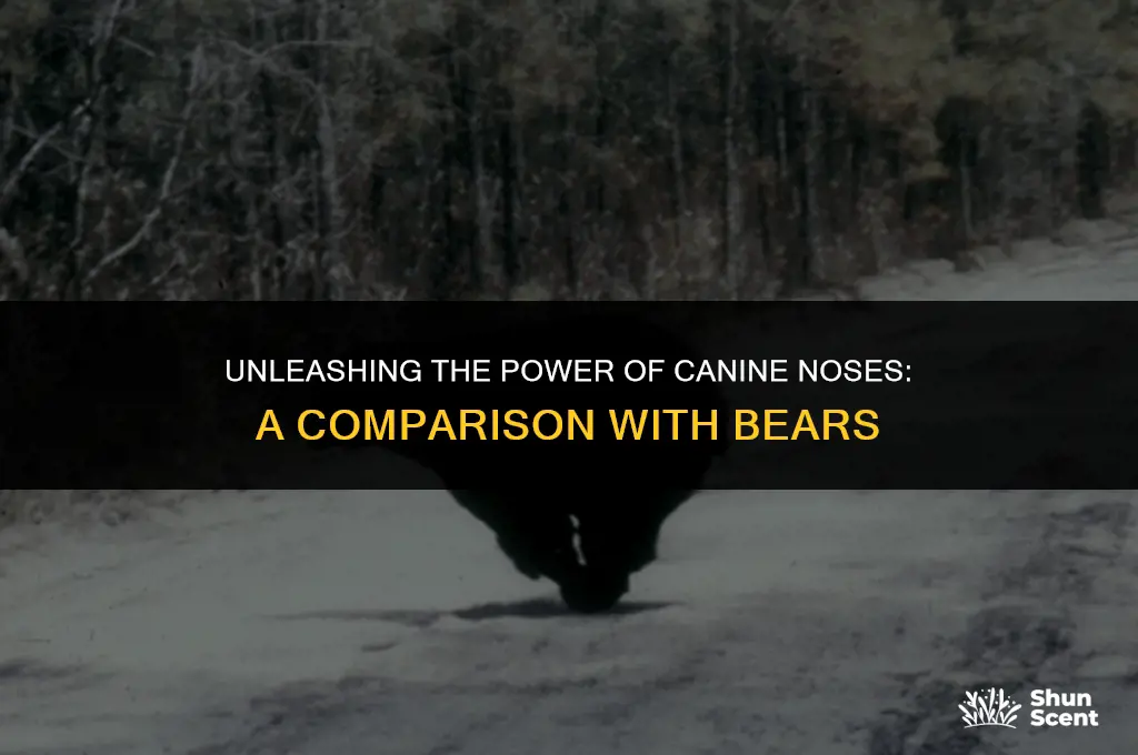 how much better can a bear smell than a dog