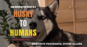 Why Huskies' Unique Scent Appeals More to Humans Than Other Breeds