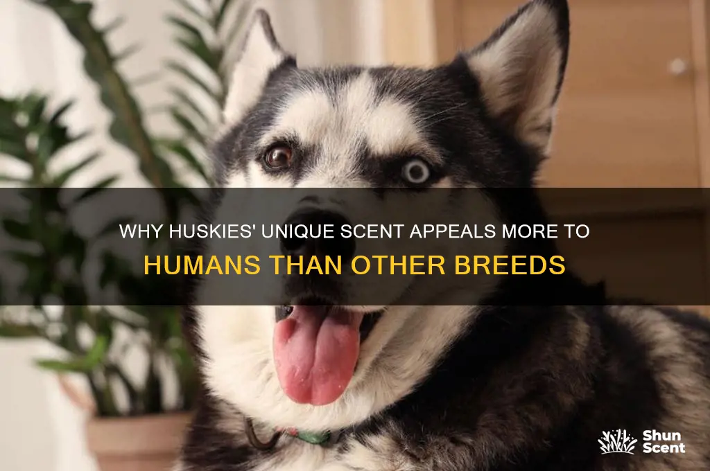 how much better scent is a husky to humans