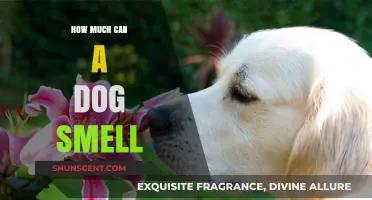 Unleashing the Power: A Dog's Incredible Sense of Smell Explained