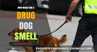 Unleashing the Power: A Drug Dog's Incredible Sense of Smell