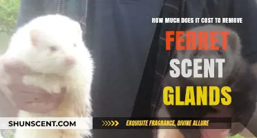 Ferret Scent Gland Removal Cost: What to Expect Financially