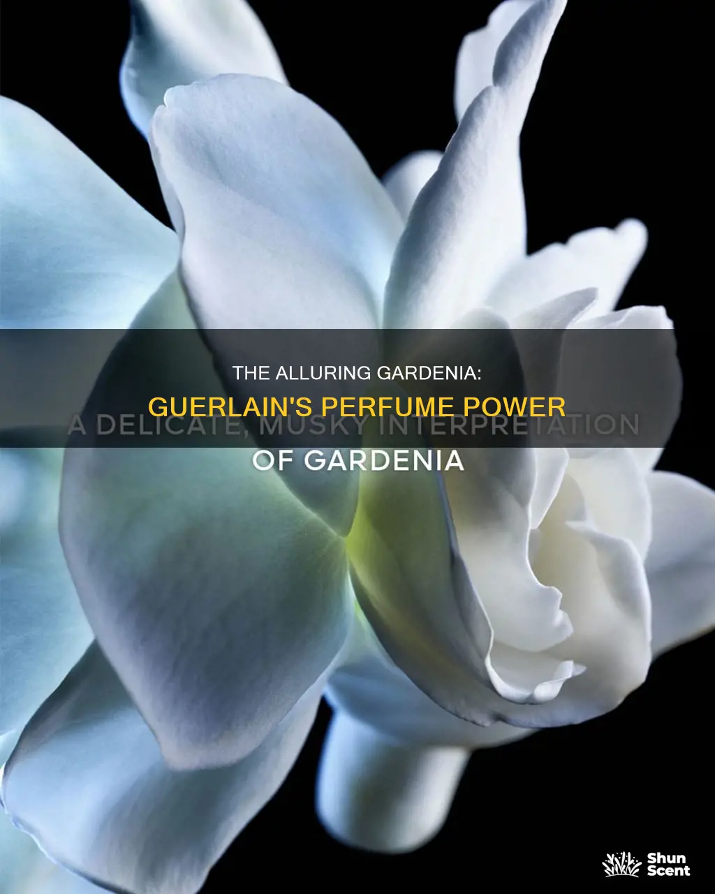 how much guerlain gardenia perfume