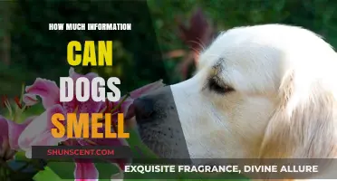 Unleashing the Power: How Dogs Decode the World Through Scent