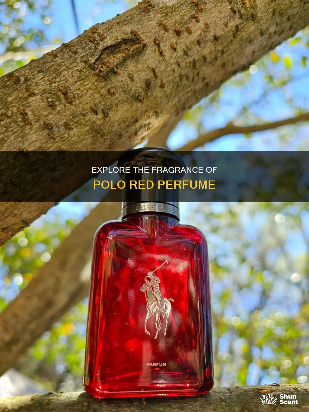 how much is polo red perfume