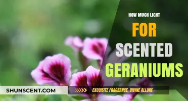 Optimal Light Requirements for Growing Healthy Scented Geraniums