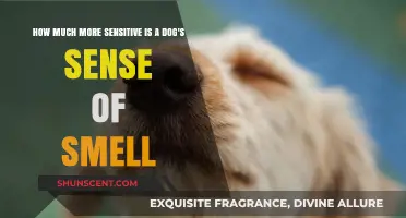 Unleashing the Power: A Dog's Incredible Sense of Smell Explained