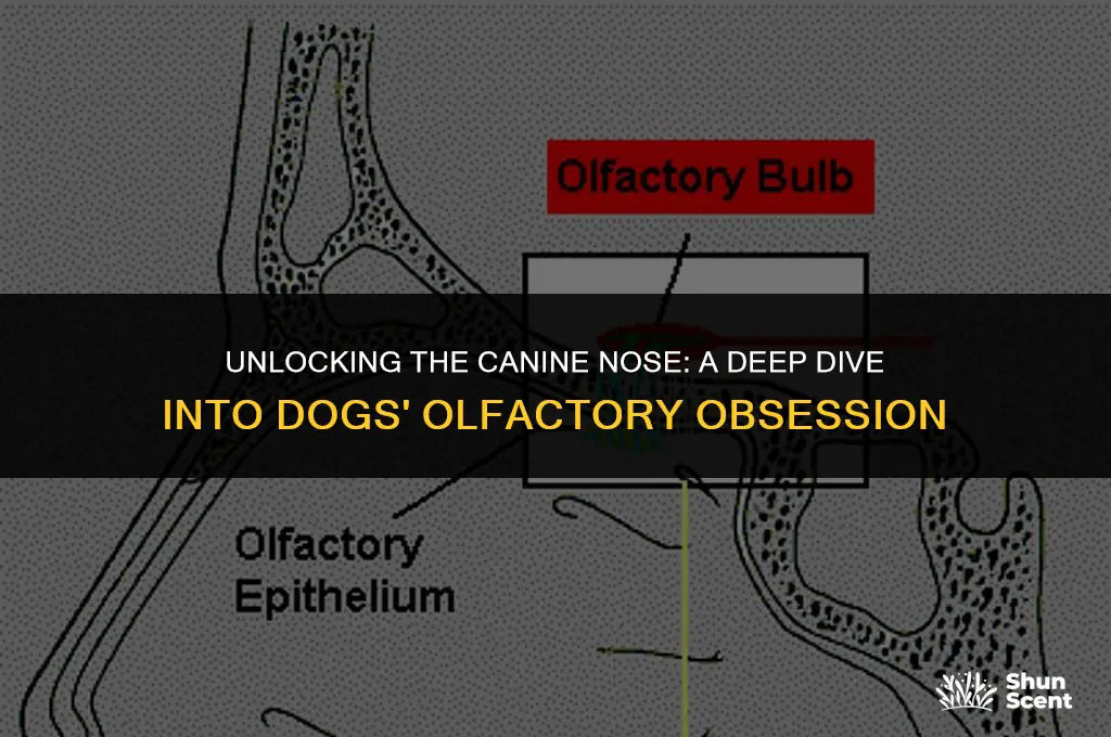 how much of a dog brain is devoted to smell