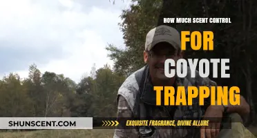 Mastering Scent Control: Effective Strategies for Successful Coyote Trapping
