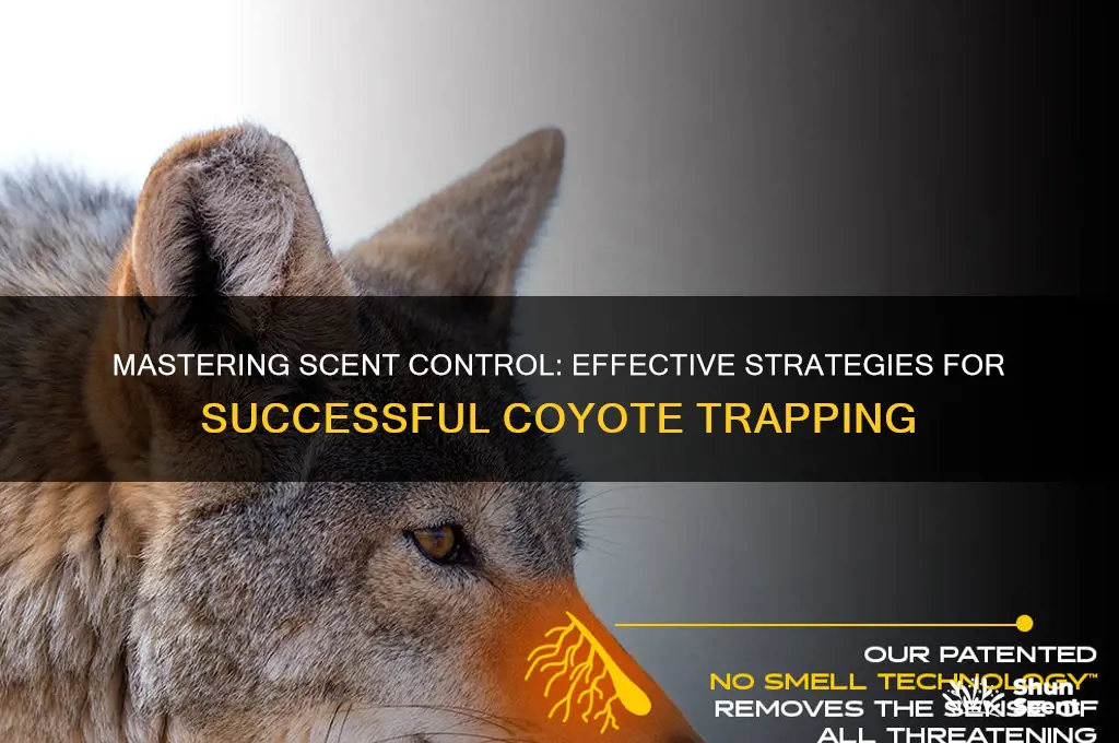 how much scent control for coyote trapping