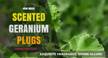 Scented Geranium Plugs: Pricing, Planting Tips, and Varieties Explained