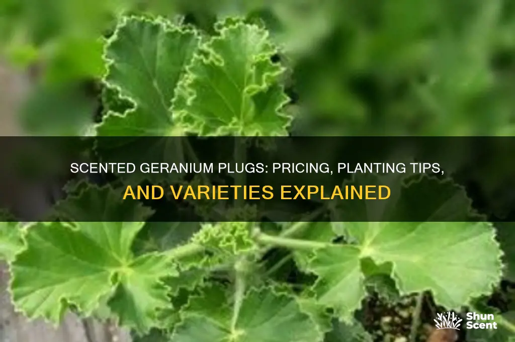 how much scented geranium plugs