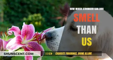 Unleashing the Power: A Canine's Extraordinary Sense of Smell Explained
