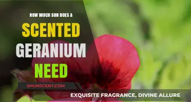 Scented Geranium Sunlight Needs: Optimal Exposure for Fragrant Growth
